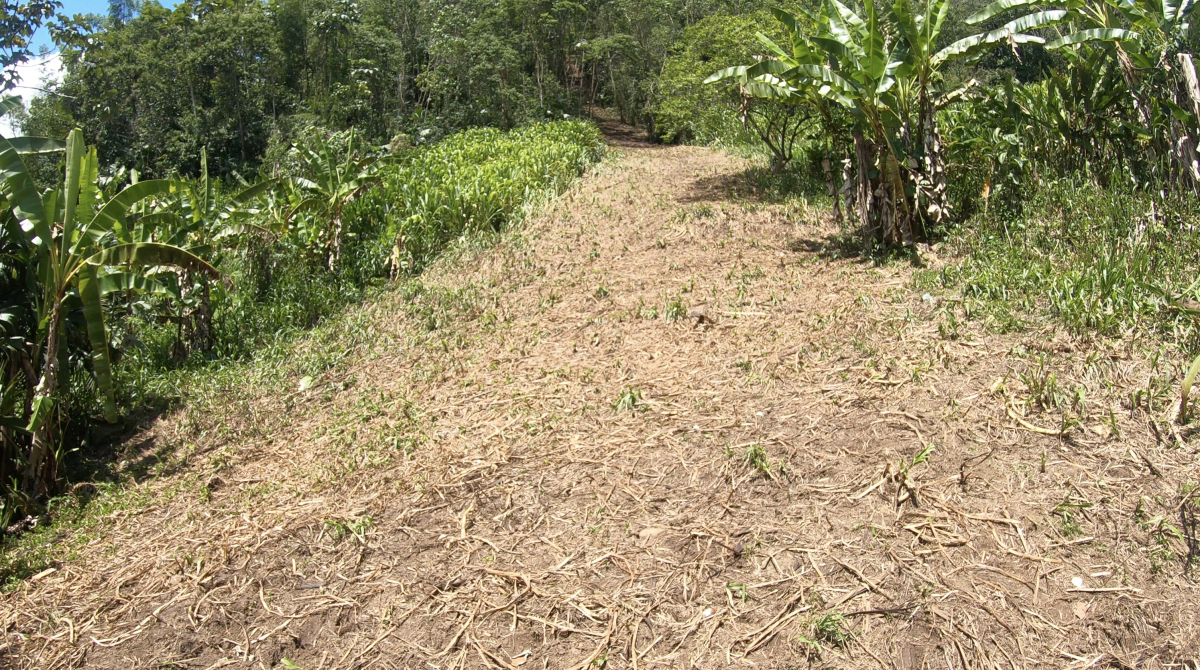 Climbing in Ecuadorian jungles