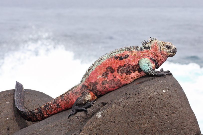 Marine iguana on Espanola island on Galapagos archipelago