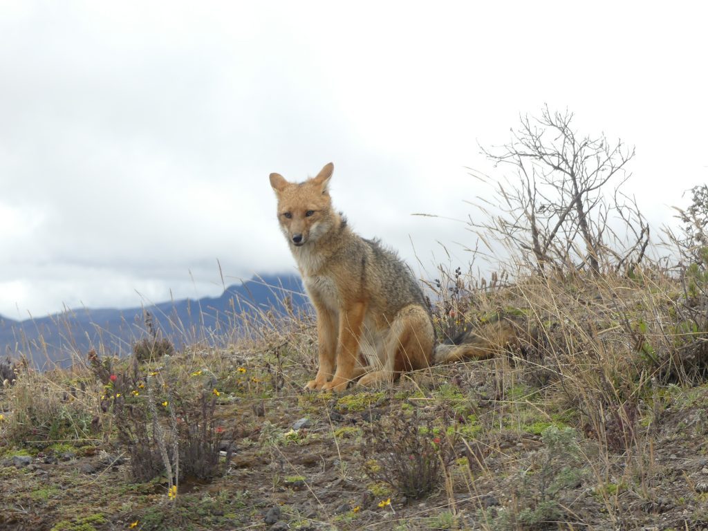 Andean fox at Cotopaxi National Park