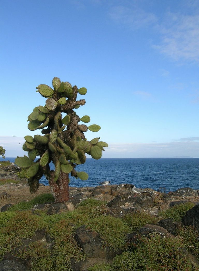 Santa Fe island, Galapagos