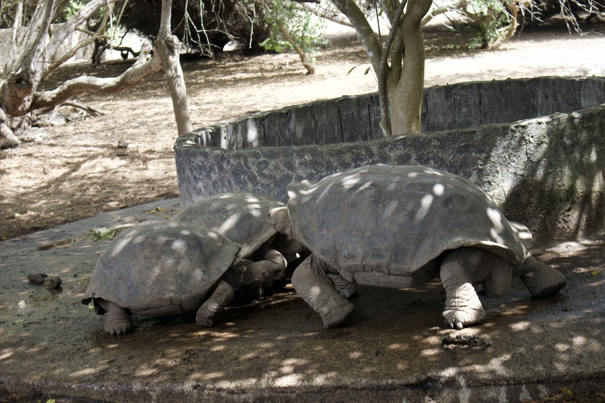 Turtles at Centro de Crianza Tortugas Gigantes Arnaldo Tupiza Chamaidan on Isabela Island