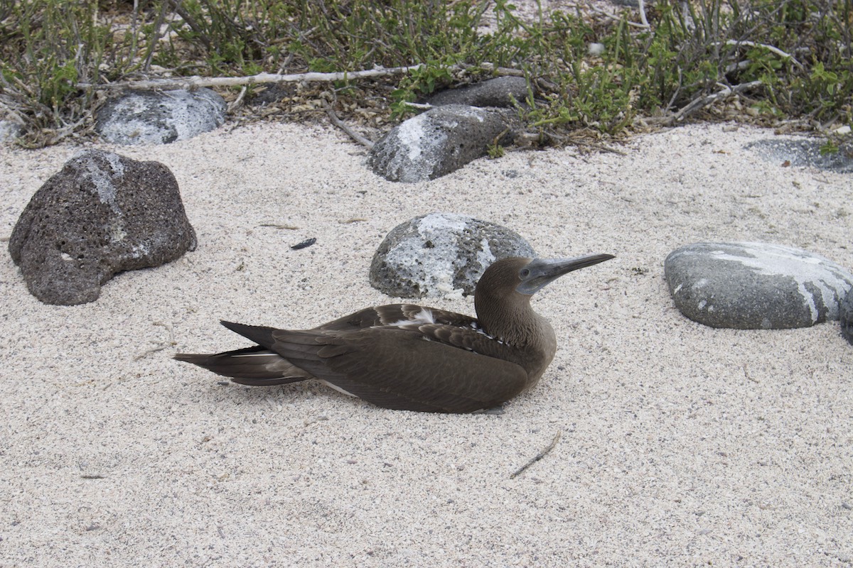 Flightless Cormorant Galapagos