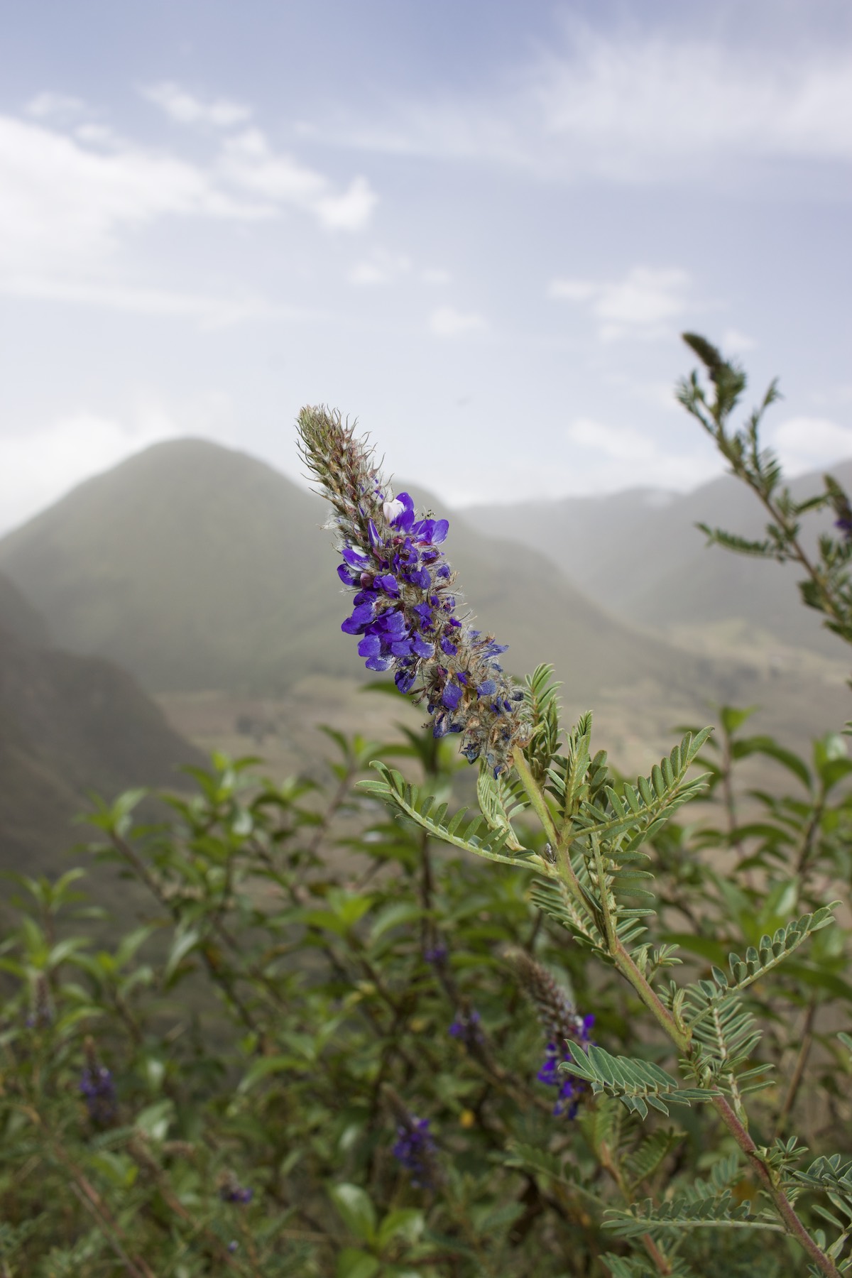 Flowers at Pululahua Geobotanical Reserve