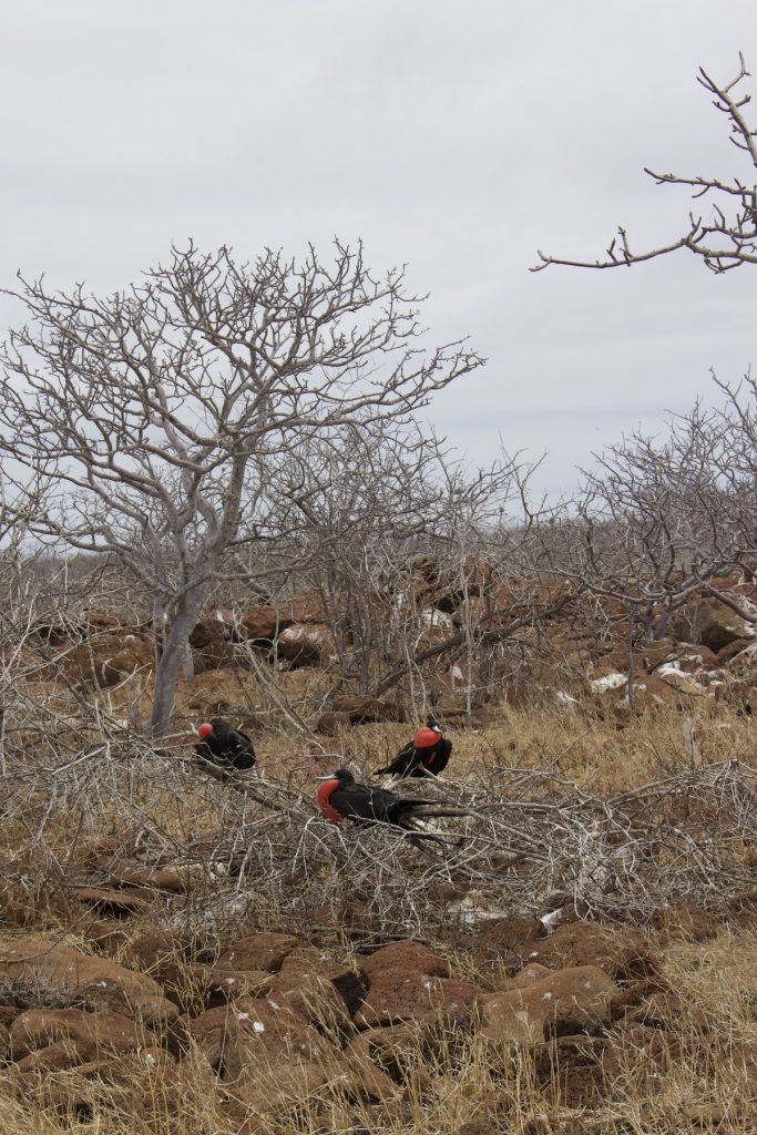 Frigate Birds on Galapagos Islands during north seymour island tour
