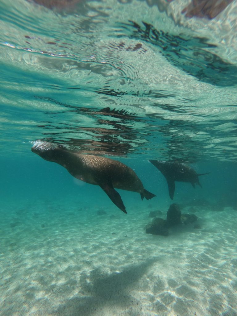 Sea lions in the water on Pinzon Island, Galapagos