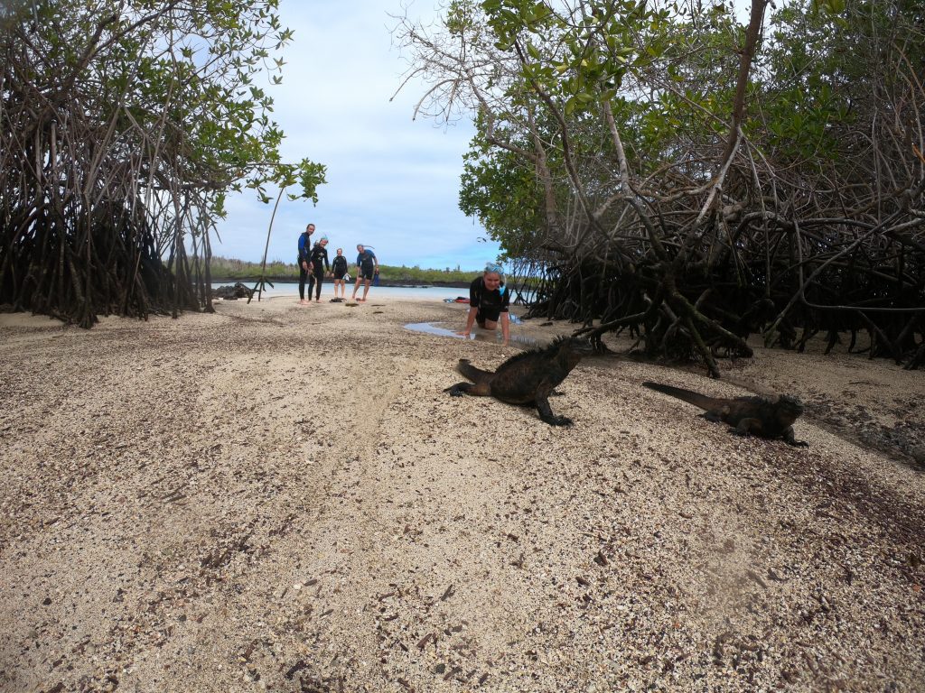 Land Iguana at Pinzon Island Galapagos
