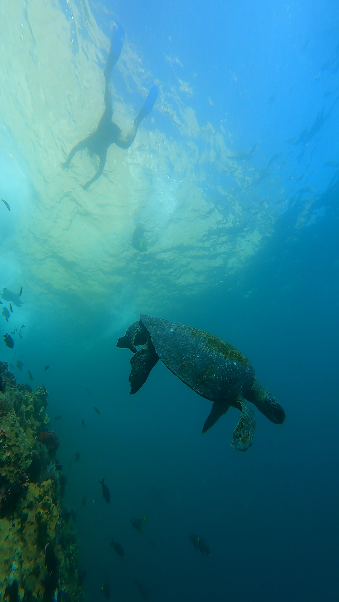 Marine life at Kicker Rock, San Cristobal Island (Galapagos)