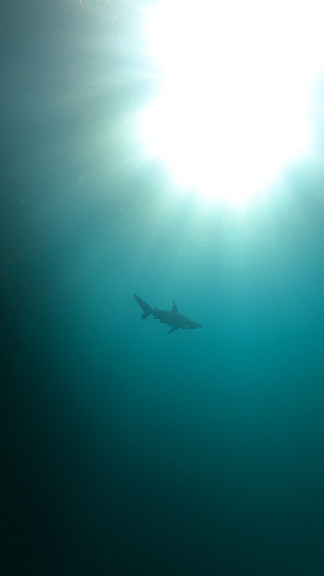 Shark during snorkelling at Kicker Rock, San Cristobal (Galapagos)