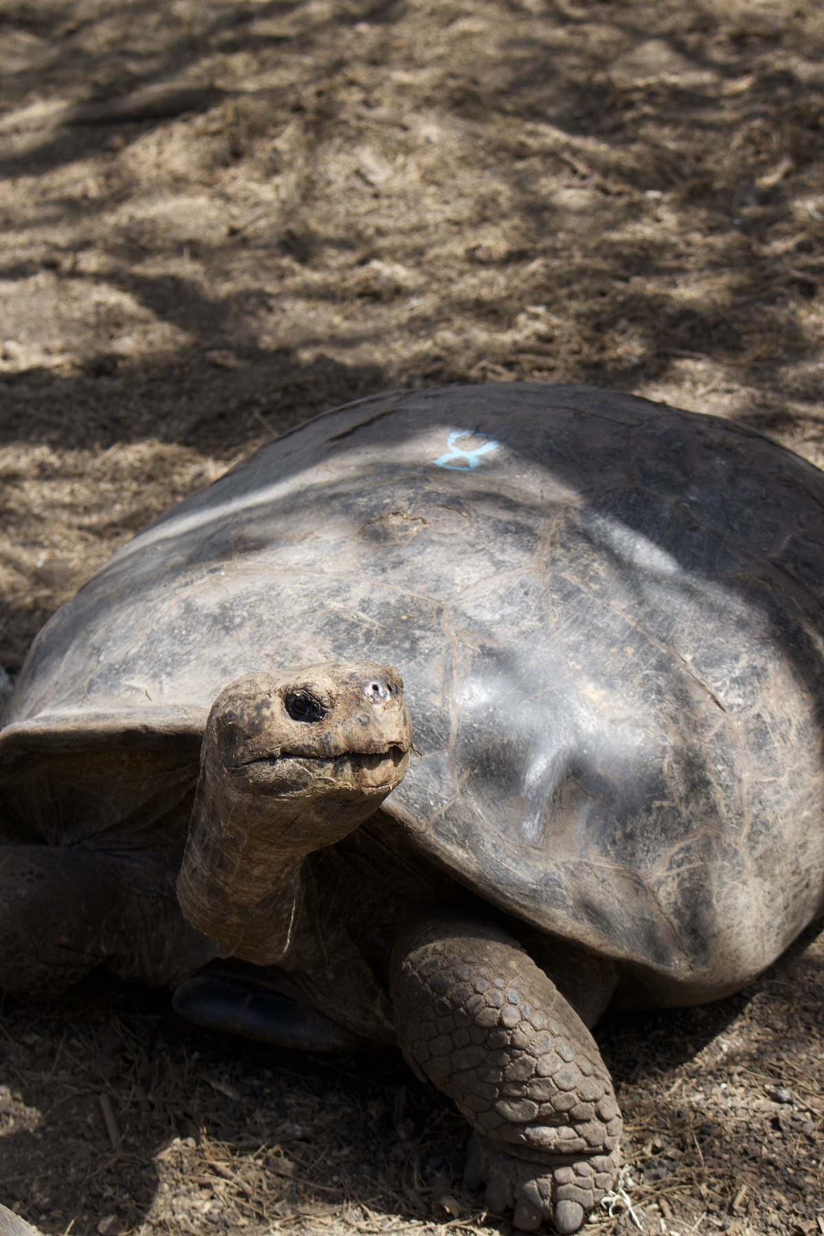 Galapaguera of Cerro Colorado at San Cristobal