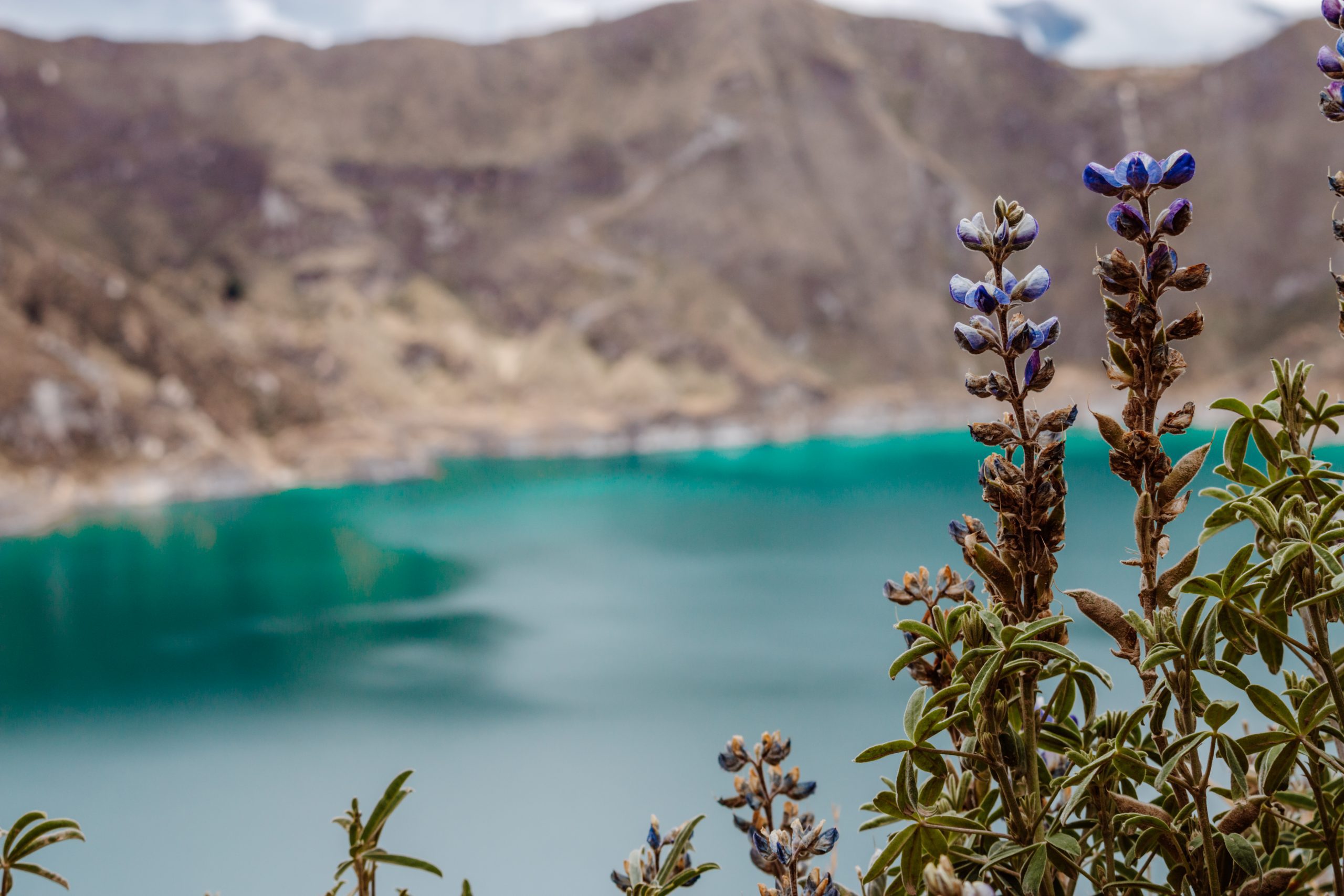 Plants at Quilotoa crater lake