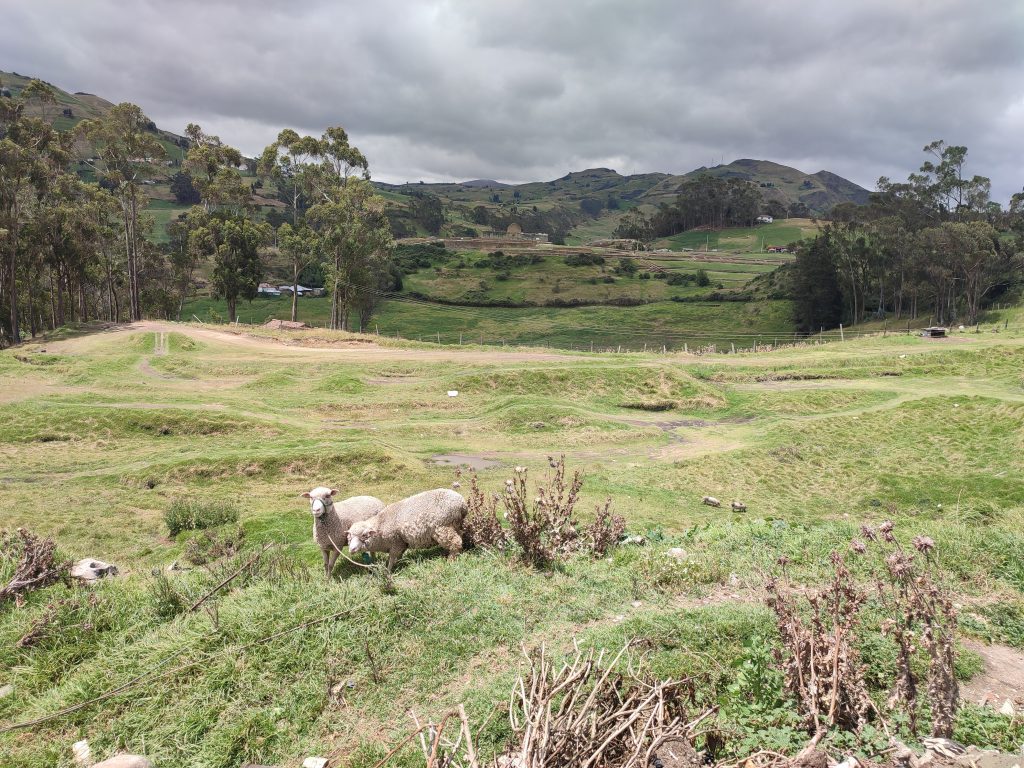 wildlife we spotted when visiting Ingapirca Ruins