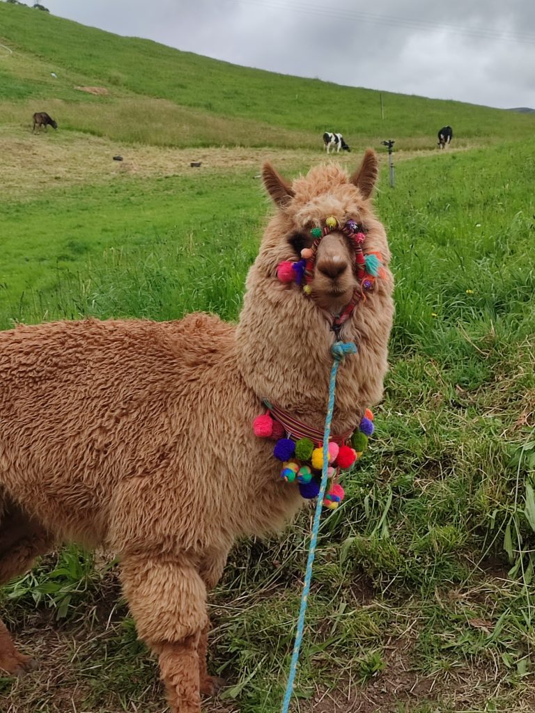 Alpaca during our visit to Ingapirca Ruins