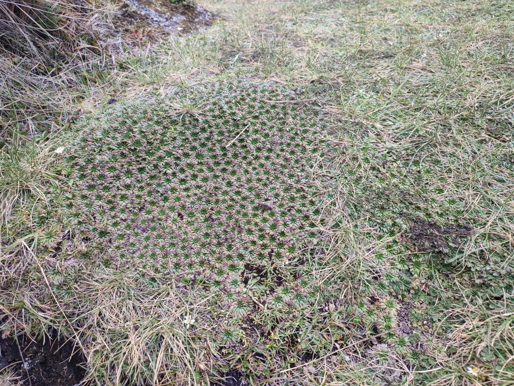 Cushion plants on El Cajas national park