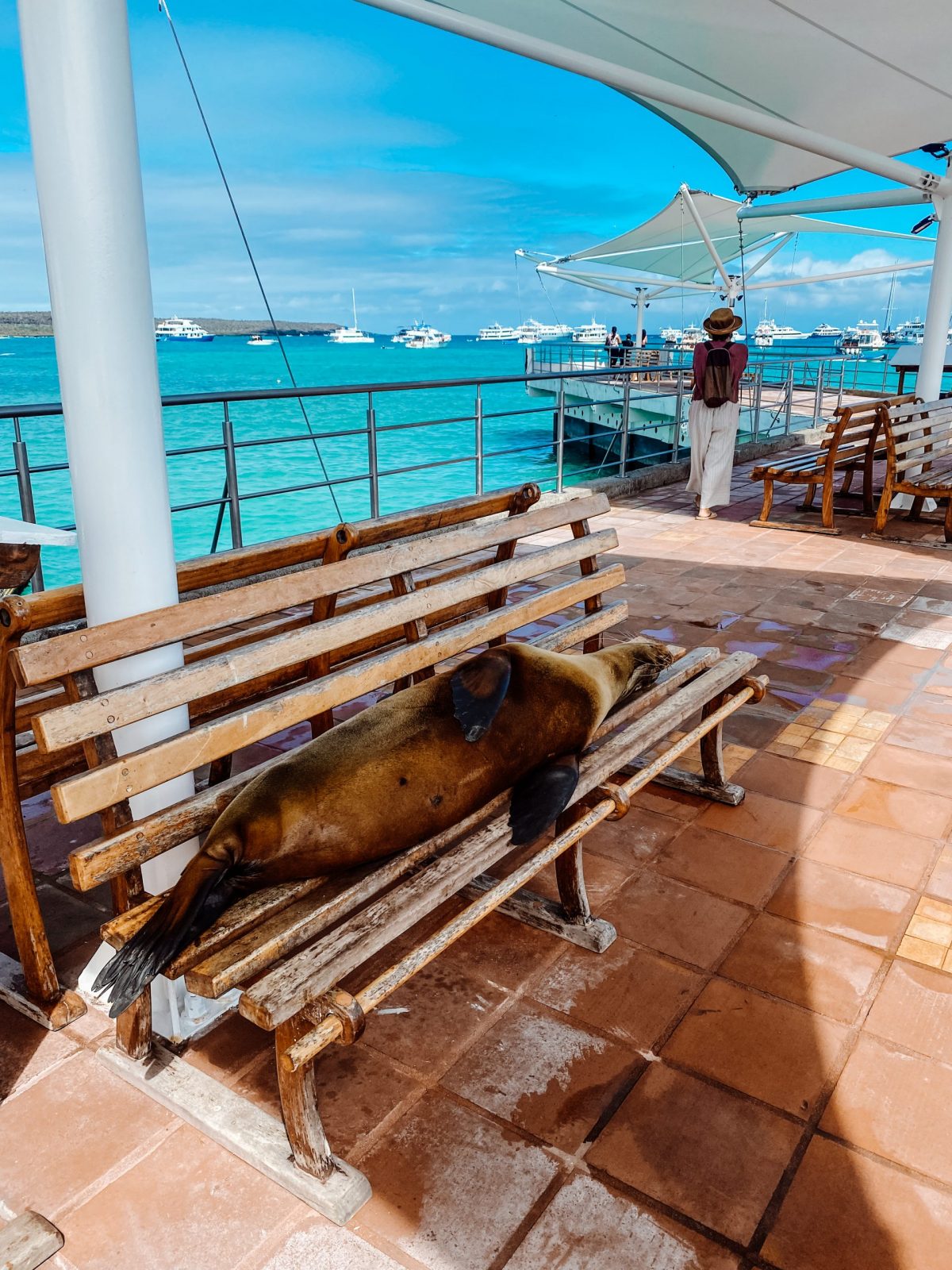 Sea lion sleeping on the bench, Galapagos Islands in Puerto Ayora (Santa Cruz)