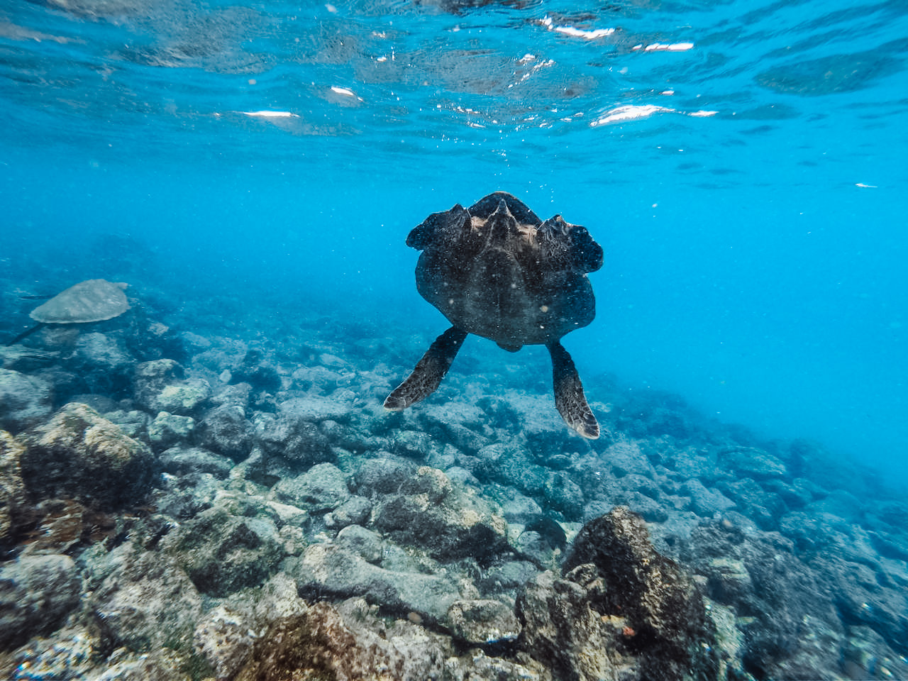 Turtle while snorkelling on Pinzon Island, Galapagos 