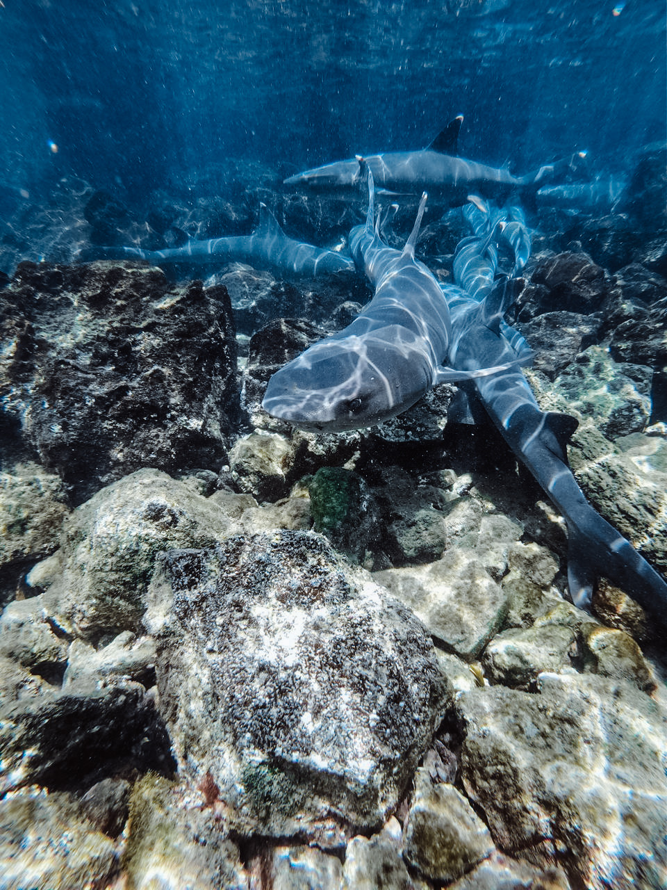 Sharks on Pinzon Island Galapagos