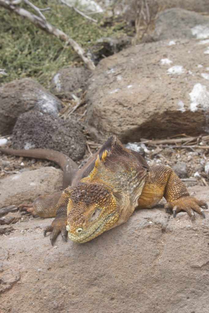 Land Iguana on Galapagos Islands