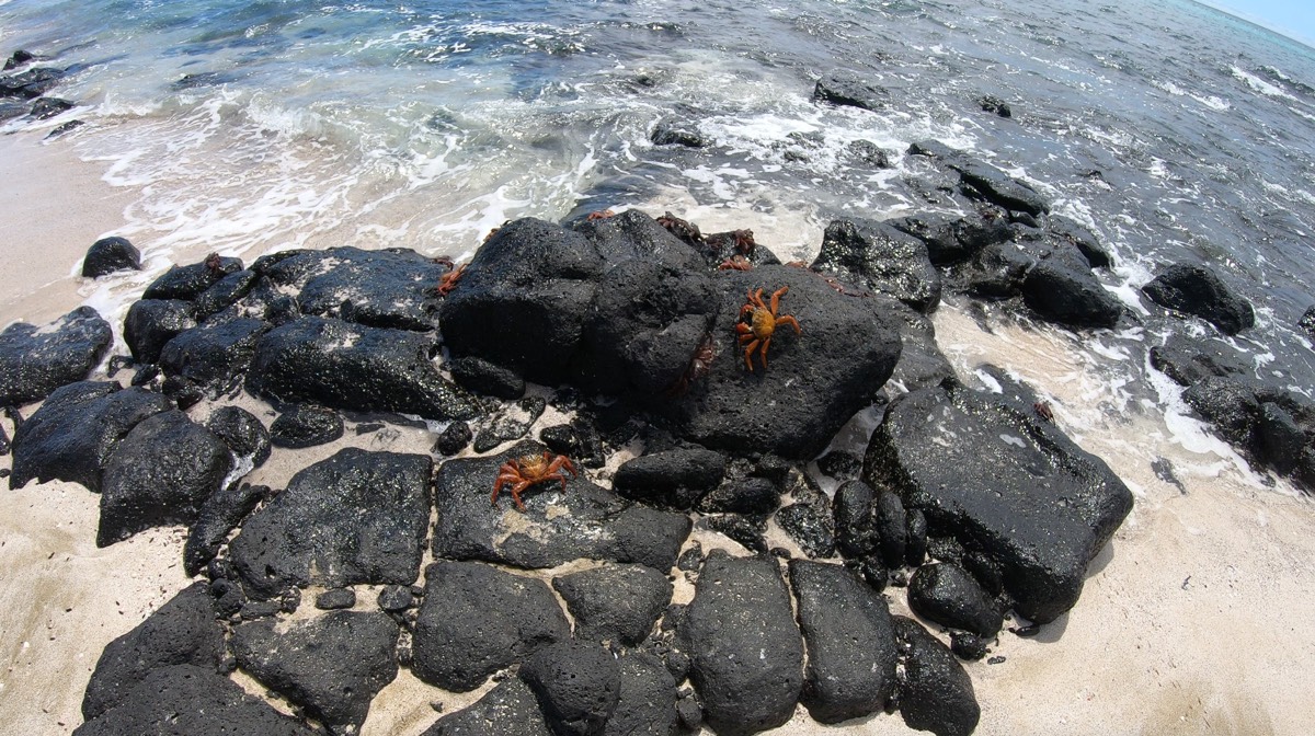 Sally Lightfoot Crabs On Galapagos Islands