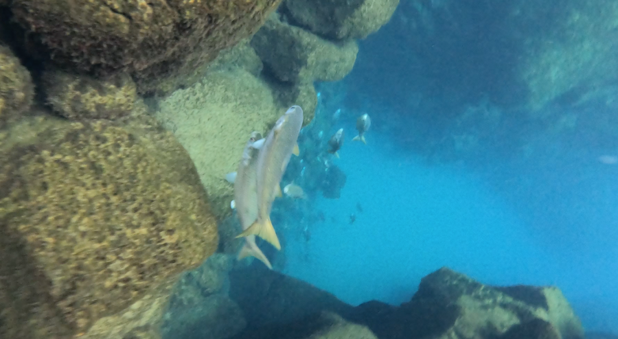 Fish to see while swimming at Las Grietas