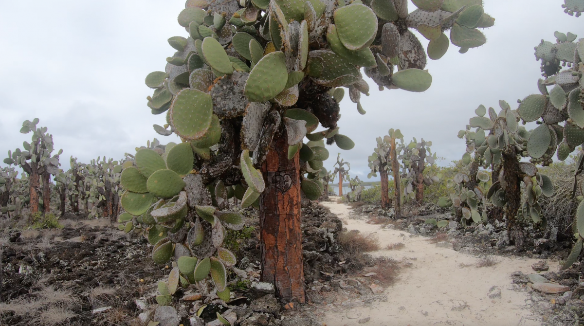 Tortuga Bay pathway through cacti