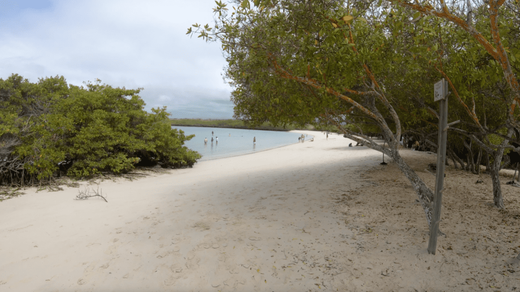 Playa Mansa beach on Tortuga Bay (Puerto Ayora, Santa Cruz Island, Galapagos)