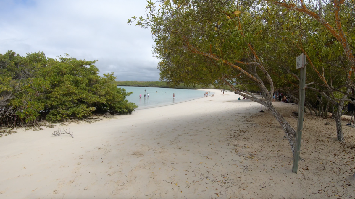 Visiting Tortuga Bay on Galapagos The Most Stunning Beach My