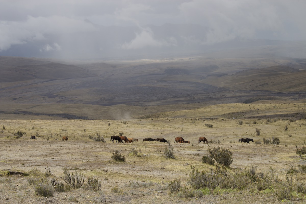 Wild horses in Cotopaxi National park Ecuador