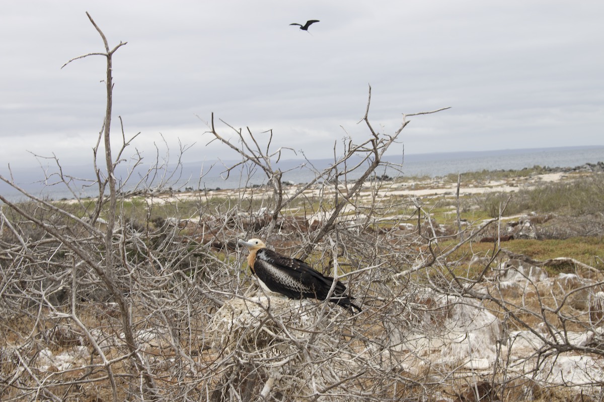 Different bird species on North Seymour island, Galapagos