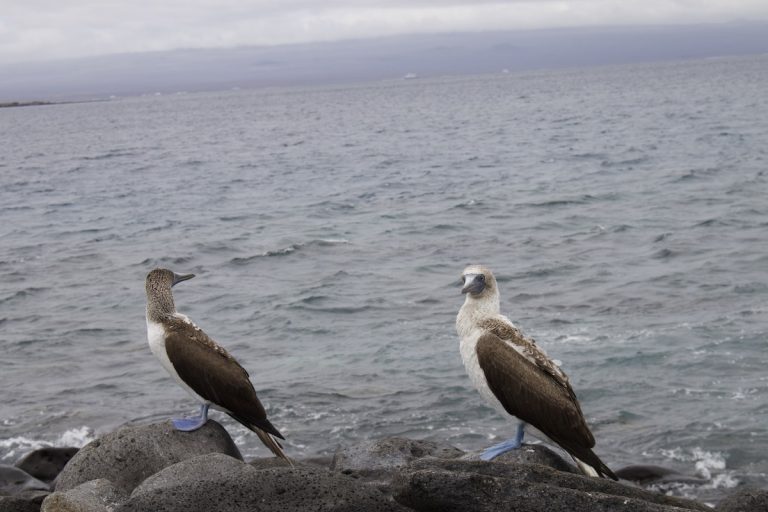 Blue-Footed Boobies Galapagos