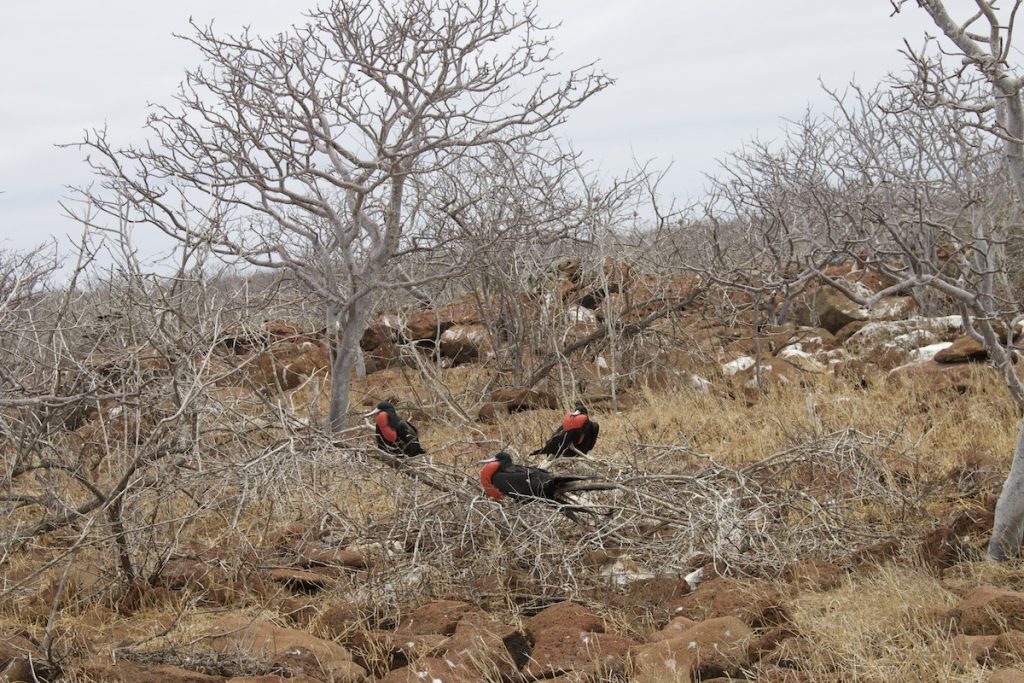 Freegate bird species on Galapagos Islands