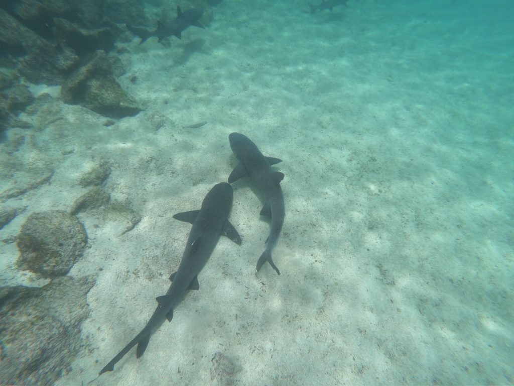 Galapagos Shark