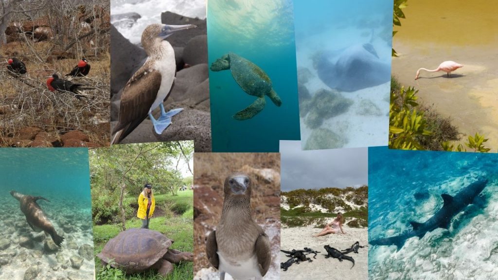 Galapagos wildlife photo collage