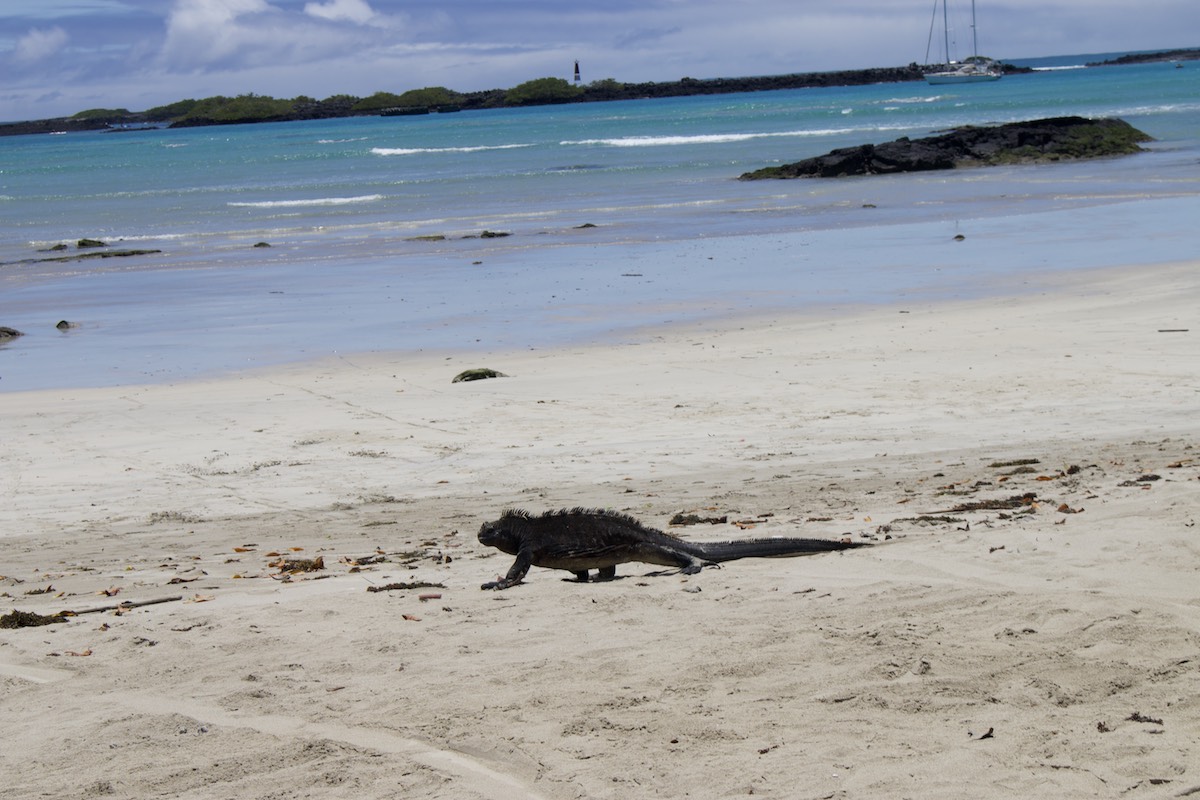 Marine iguana sunbathing at Galapagos beach