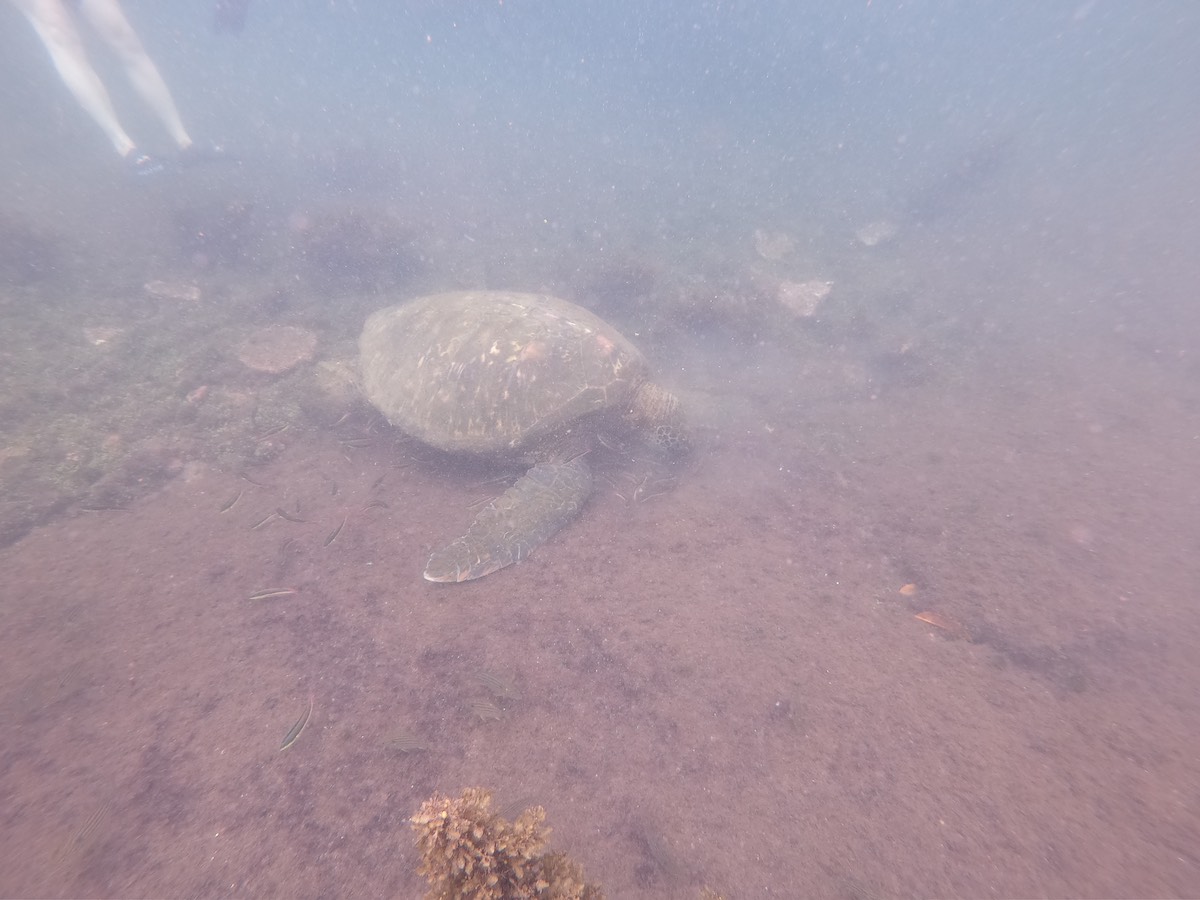 Marine life during Los Tuneles tour, Galapagos