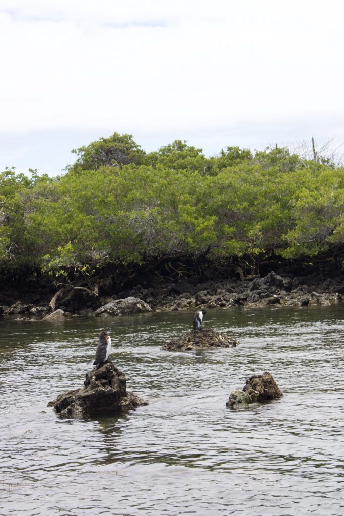 Penguins during Los Tuneles Tour on Isabella Island, Galapagos