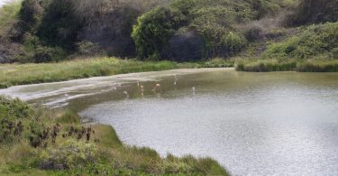 Flamingo's Lagoon on Isabella Island