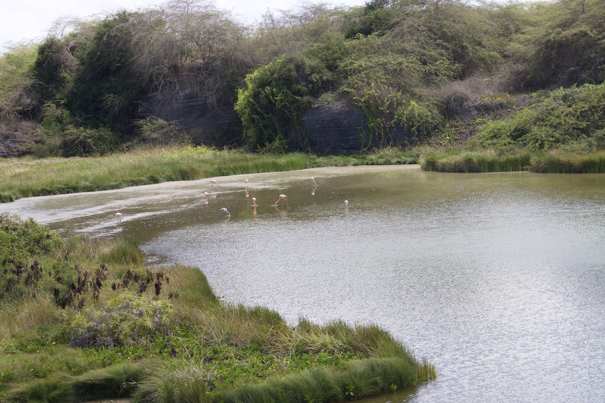 Pink flamingos at Laguna de Los Flamencos, Isabella Island, Galapagos