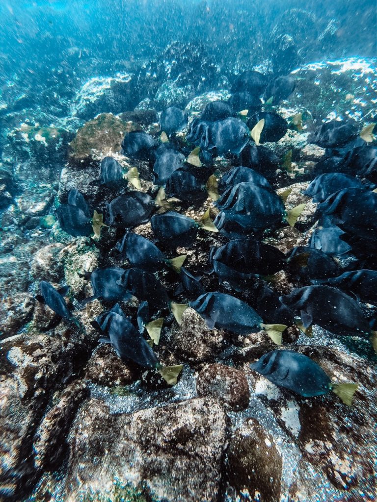 Wild fish during snorkelling on Pinzon island