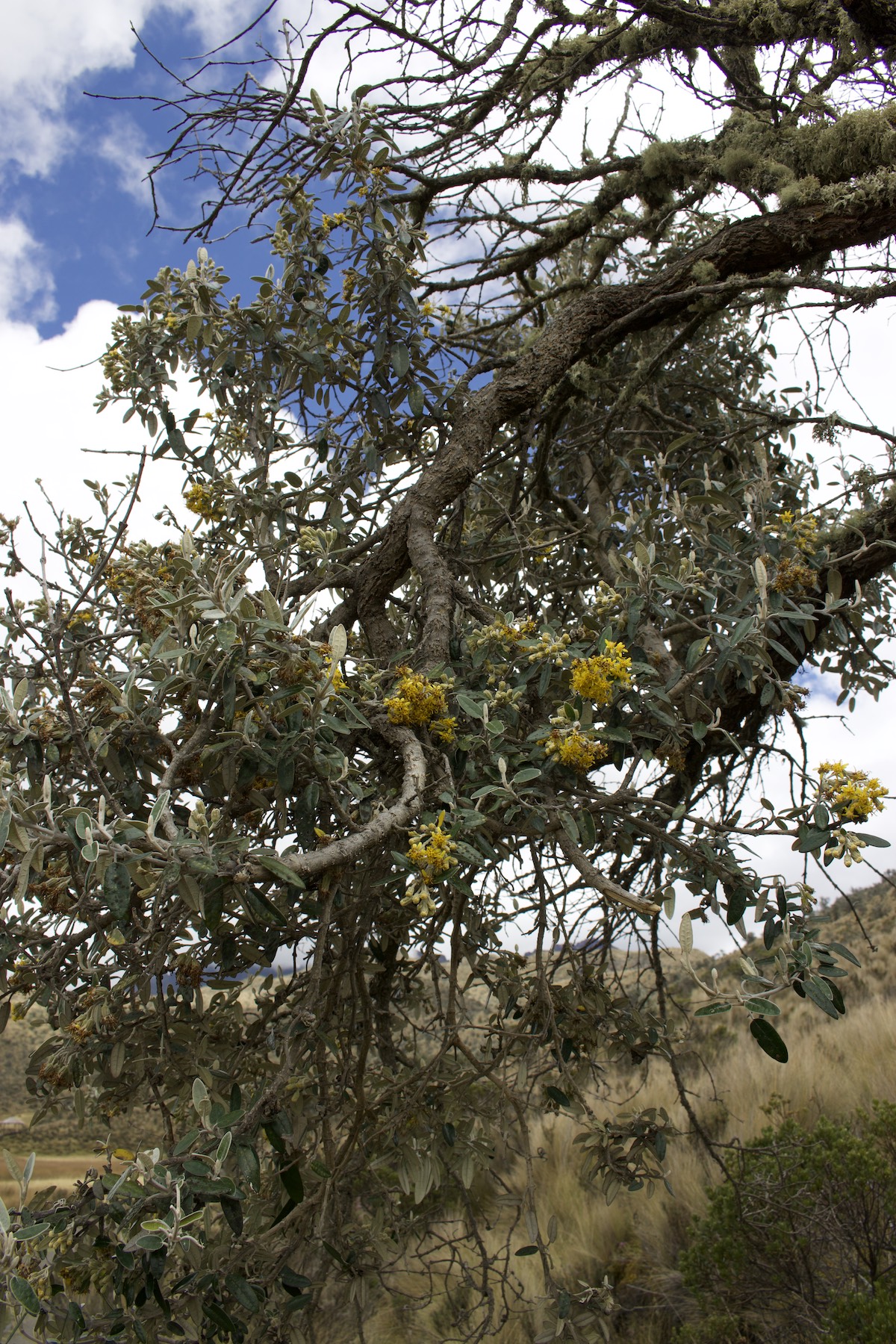 Plants in Cotopaxi National Park