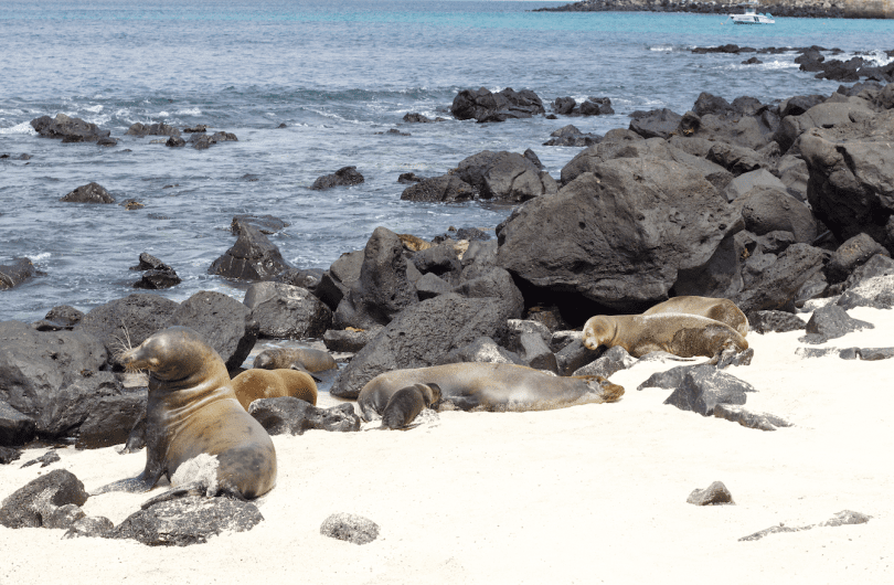 Sea Lions at Playa Oro in San Cristobal Island