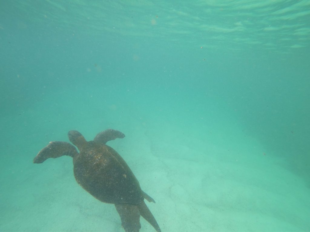 Sea turtle Galapagos Islands