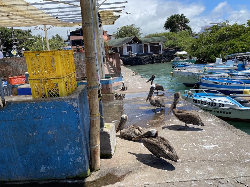 Wildlife in Puerto Ayora on Santa Cruz Island