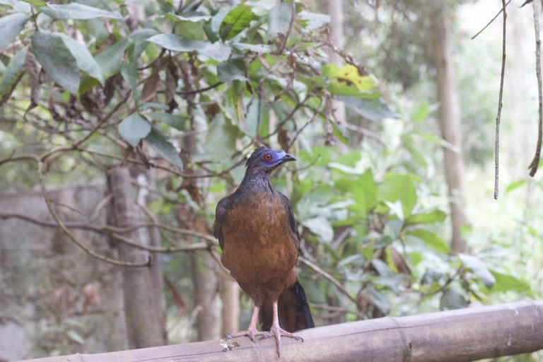 Amary Zoo in Cuenca Ecuador (featured image)