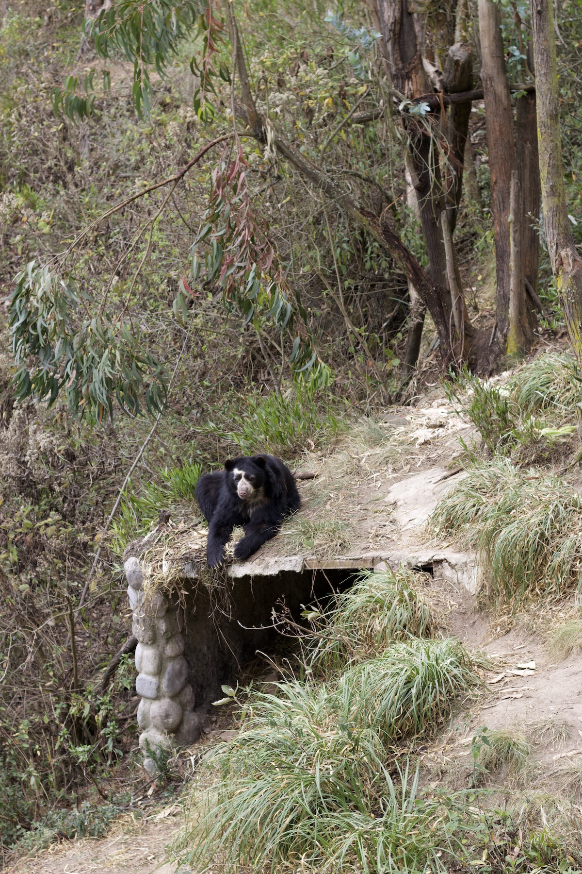 Andean bear in Amaru Zoológico Bioparque, Cuenca Ecuador