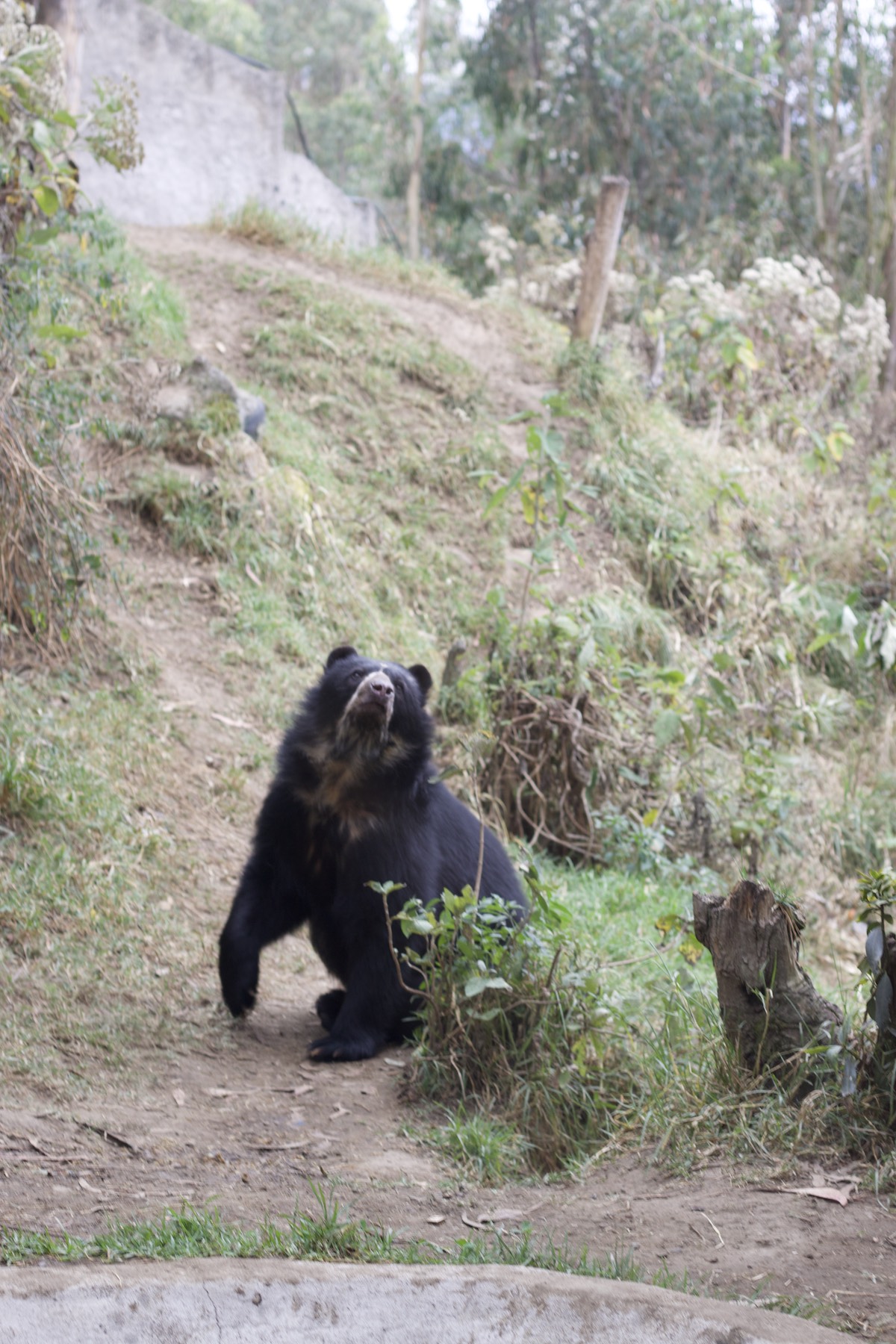 Andean bear in Amaru Zoológico Bioparque