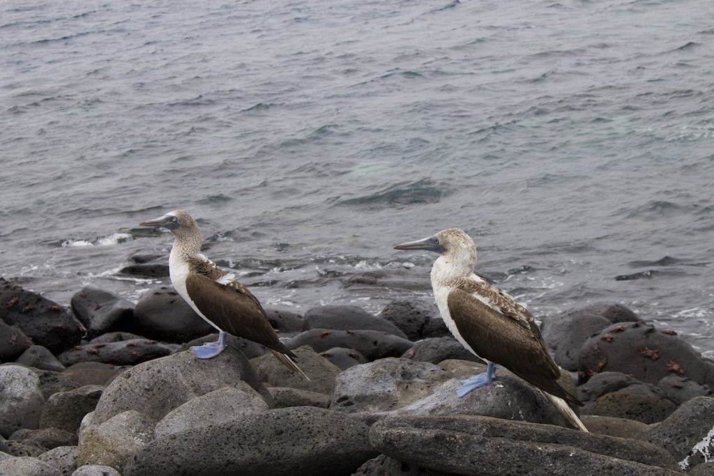 Blue Footed boobies on Punta Pitt point