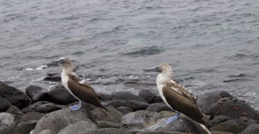 Blue Footed boobies on Punta Pitt point