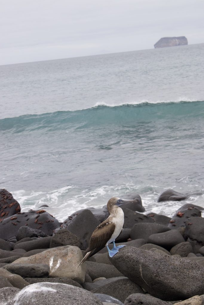 Watching Blue footed boobie on North Seymour Island