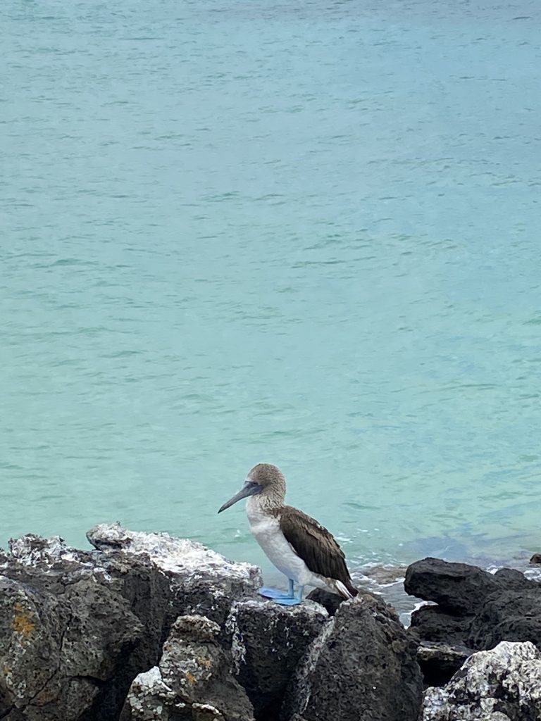 Blue footed boobie at Lobos Island