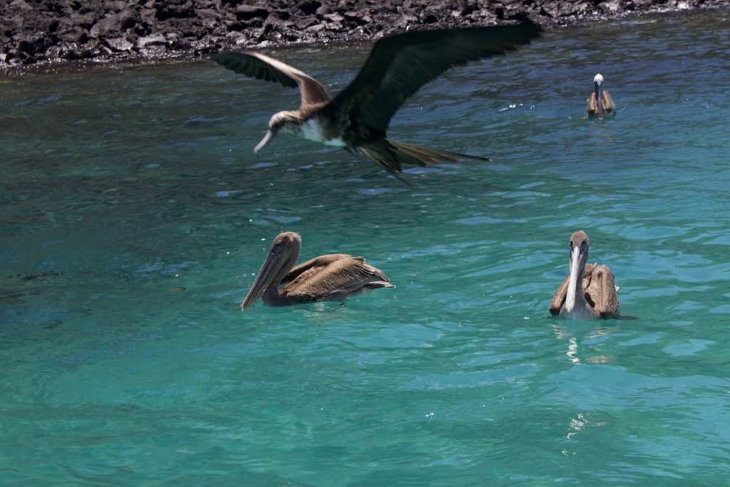 Brown pelicans at Concha Perla Galapagos